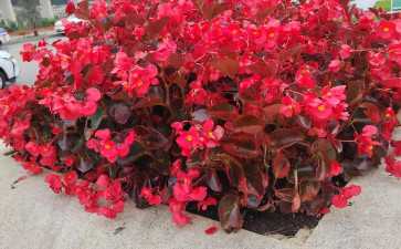 为什么囊胚明显比鲜胚移植成功率高