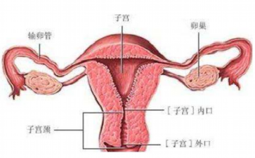 注射降调药物在什么时候？服用亮丙瑞林能抑制骨龄吗-助孕机构招聘官网